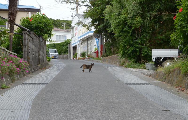 [東京都の離島][外編] 島で会った野良猫たち