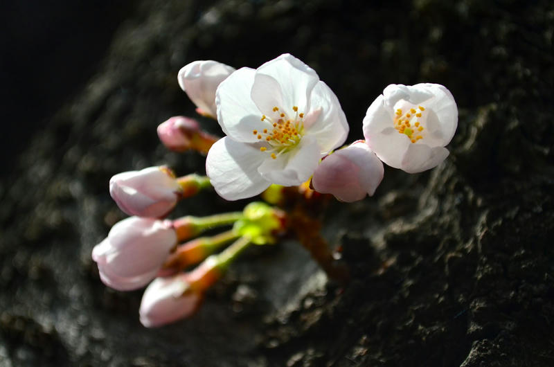 桜 in 2014 at 神田川沿い、小石川後楽園