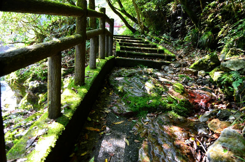 高知県中津渓谷に川遊びに行ったら苔フェチになりそう